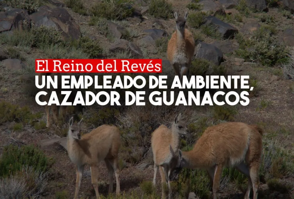 Un empleado de la Secretaría de Ambiente fue detenido por cazar guanacos