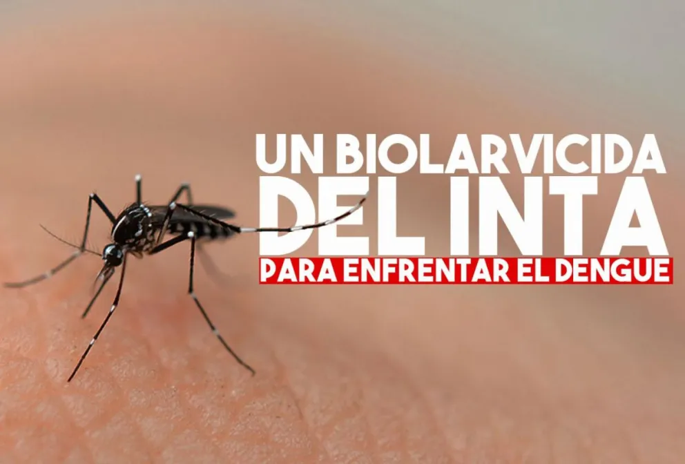 El INTA generó un biolarvicida económico para combatir el dengue