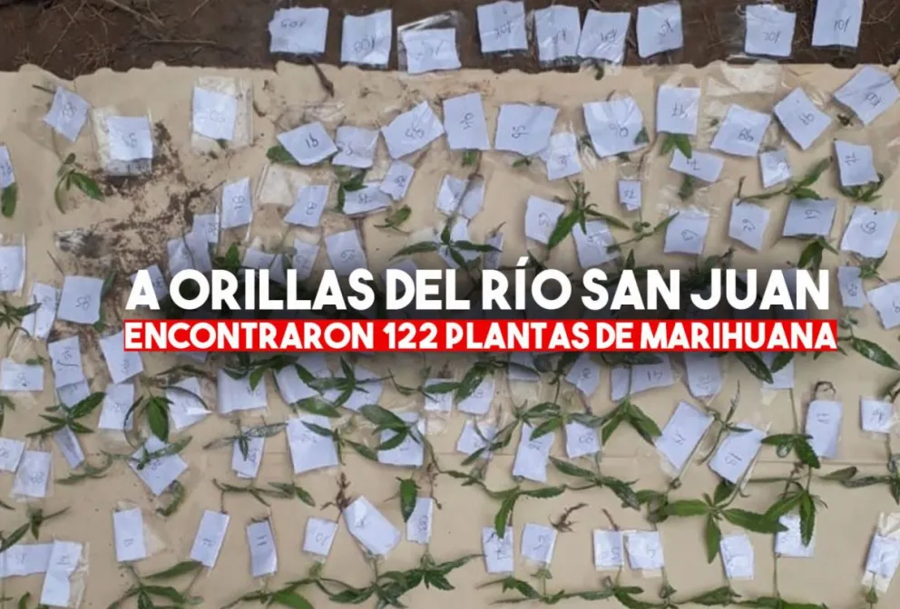 Encuentran una plantación de marihuana a la orilla del río