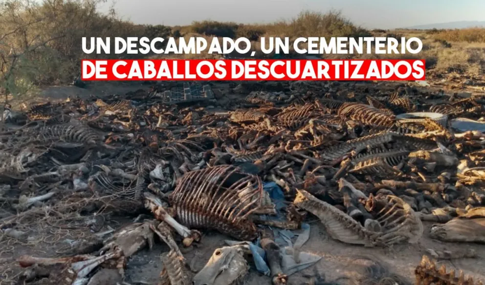 9 de Julio: encuentran en un descampado 44 cabezas y restos de caballos