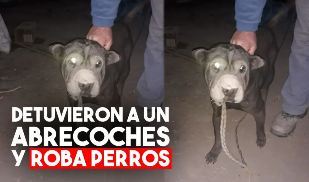 Robó una perra, abrió un camión y lo detuvieron queriendo abrir más autos