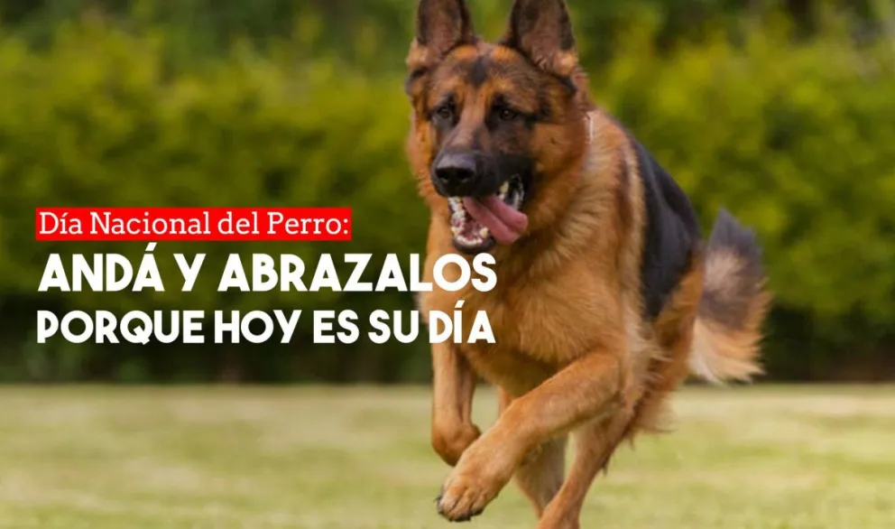 ¿Por qué hoy es el Día Nacional del Perro?