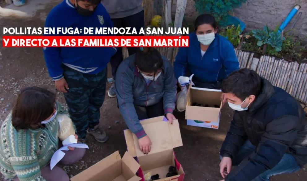 Comenzó la entrega de 1500 pollitas a las familias de San Martín