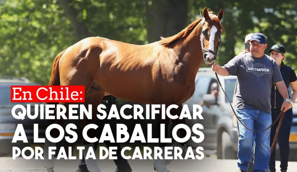 En Chile quieren sacrificar caballos por falta de carreras hípicas