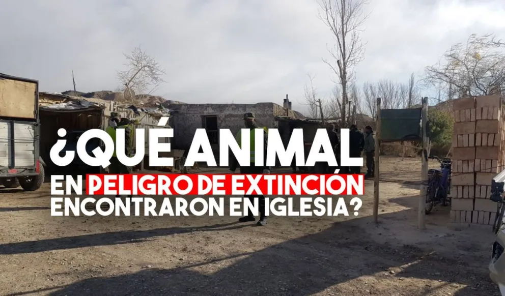Gendarmes encontraron un suri cordillerano que estaba en cautiverio
