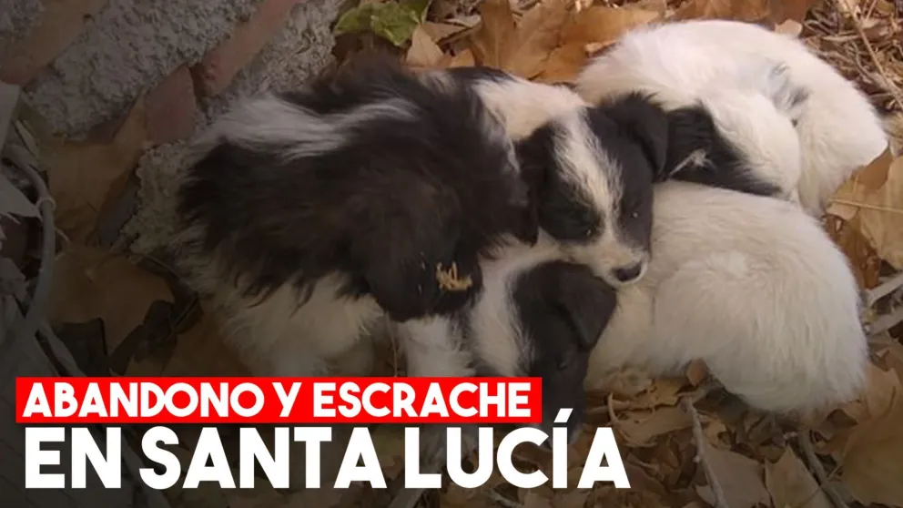 Abandonó a cinco cachorros y lo escracharon por una filmación