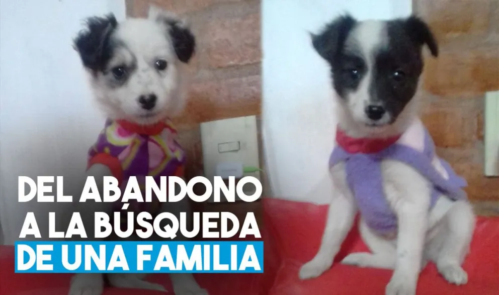 Los abandonaron y ahora buscan una familia que los adopte