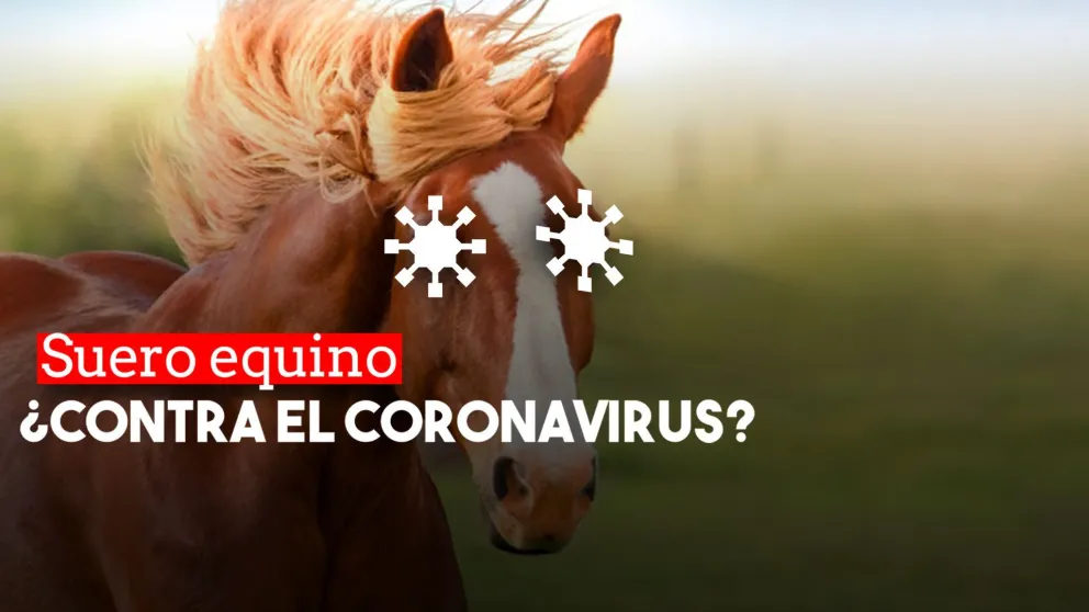 Argentina probará en humanos un suero hiperinmune de caballos contra el coronavirus