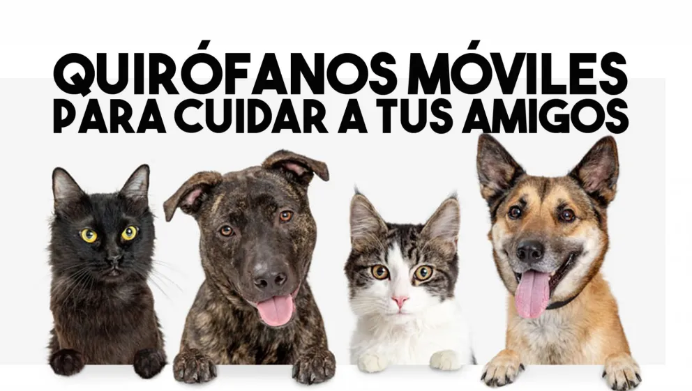 Dieron a conocer el cronograma de esterilización para julio