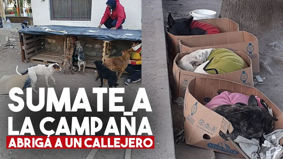 Cada vez son más las personas que abrigan a los callejeritos