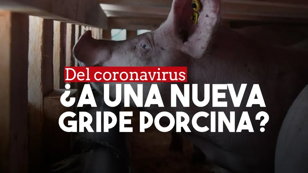 Identificaron en China una nueva gripe porcina con "potencial pandémico"