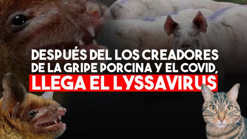 Descubren un nuevo virus transmitido por murcielagos
