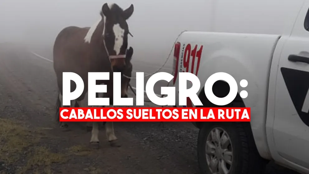 Rescataron a dos caballos perdidos en medio de la niebla