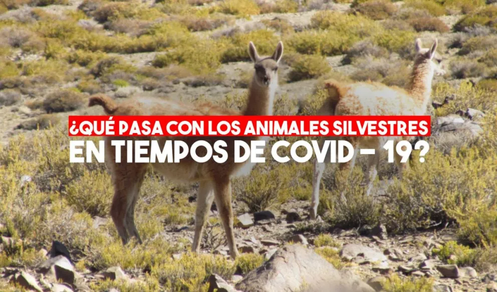 Preparan un protocolo para el manejo de la fauna