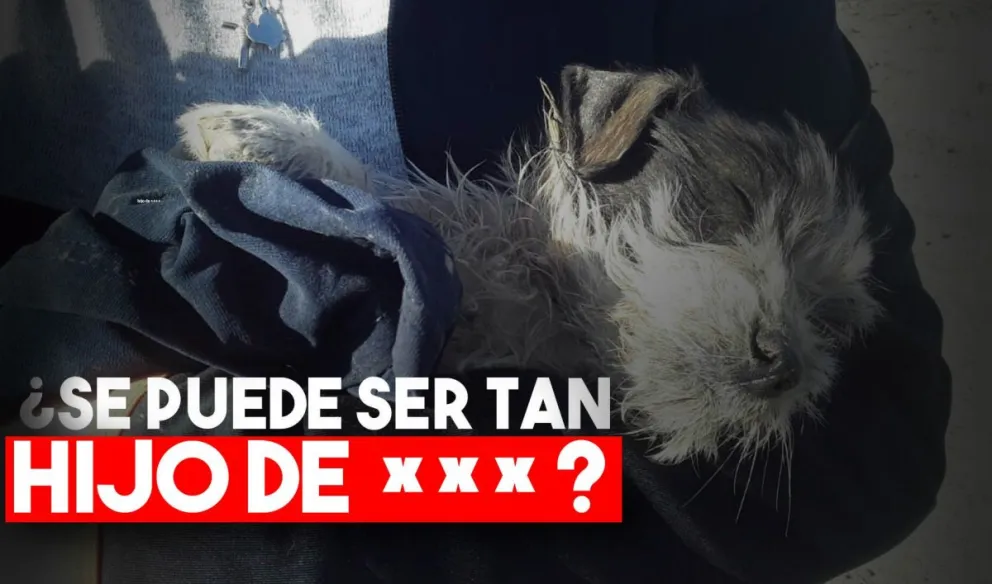 Ahorcaron a dos perritas una murió y la otra está grave