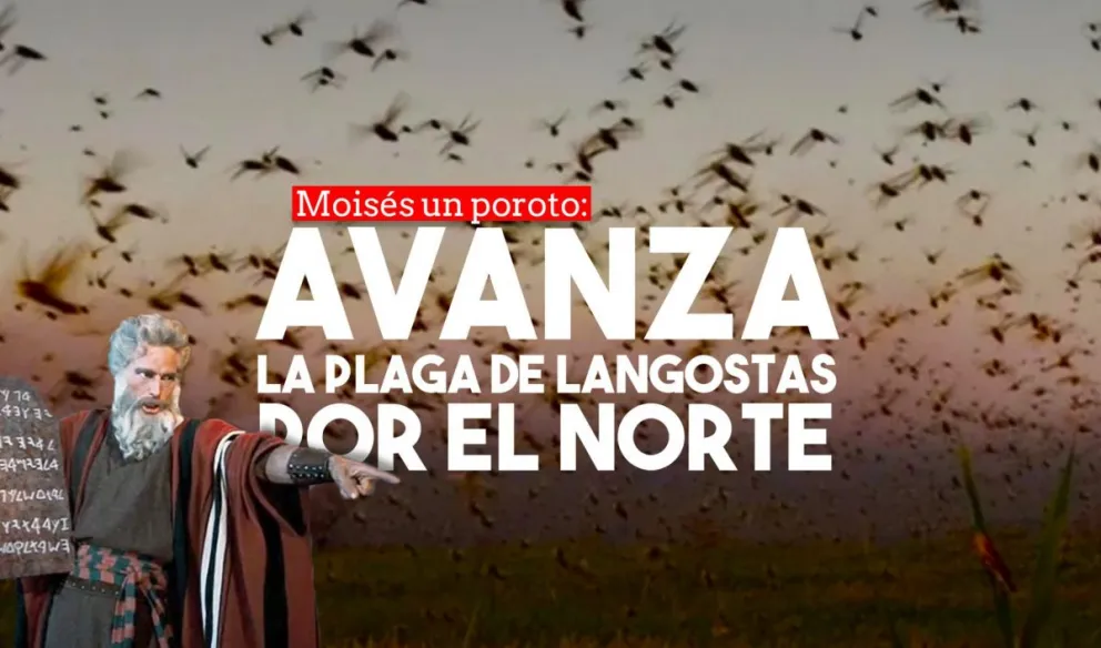 Avanza la manga de langostas por el norte argentino