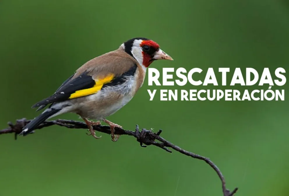Rescataron aves y perros galgo en distintos operativos