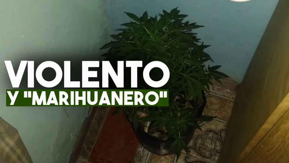 Agredió a su familia y la policía le encontró plantas de marihuana