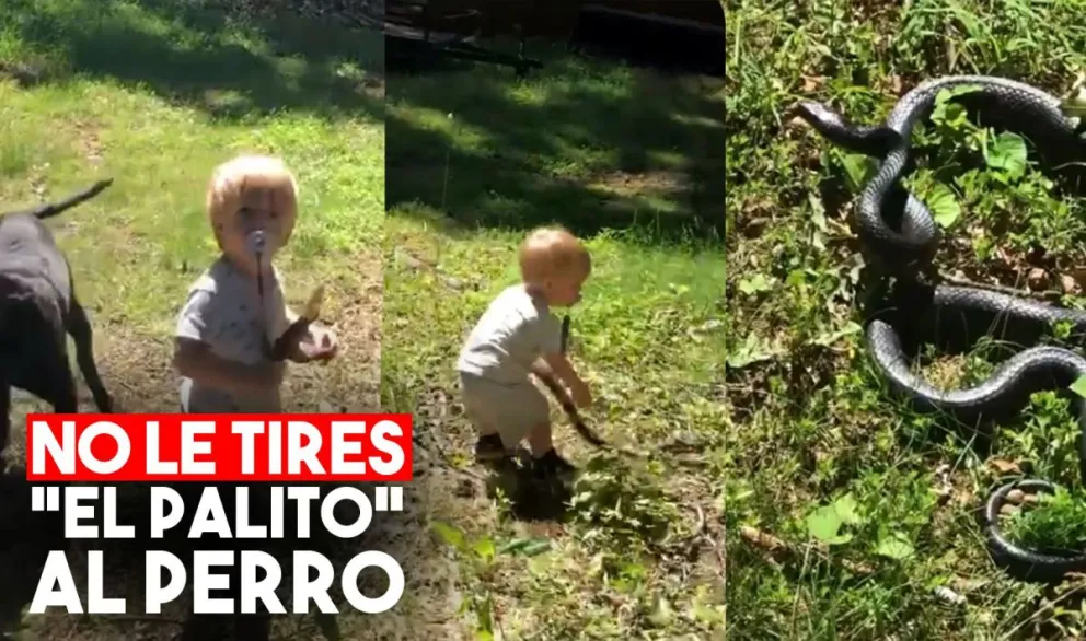 Creyó que era un palo y le arrojó al perro una serpiente
