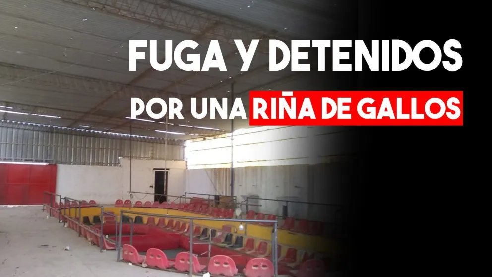 Cinco detenidos por una riña de gallos