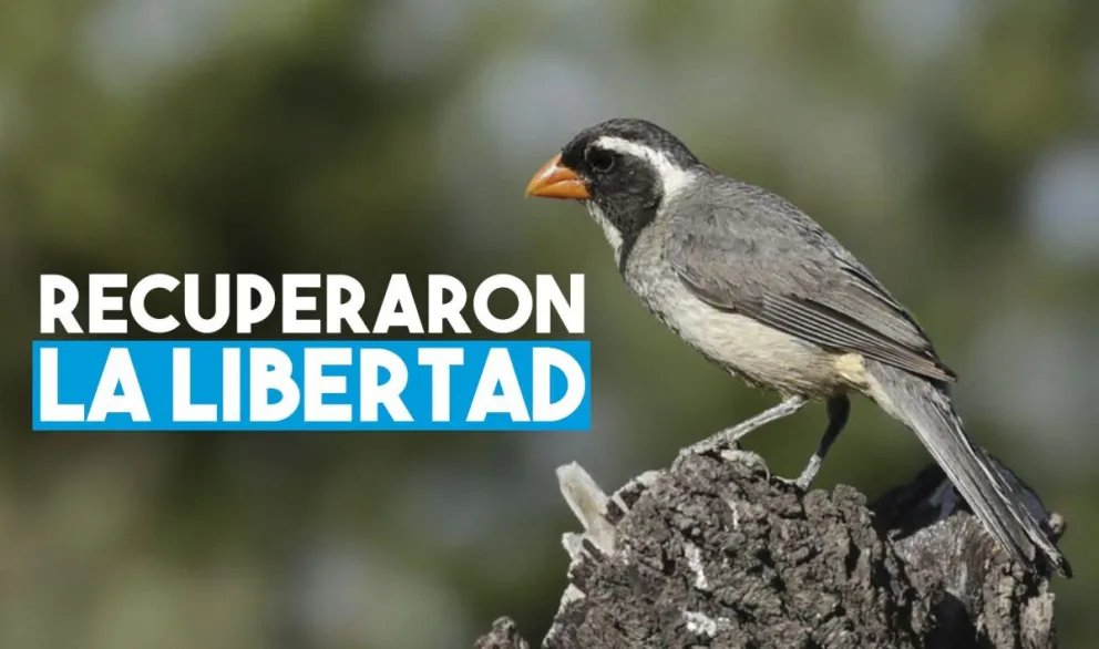 Liberaron a 36 aves que habían sido rescatadas de cautiverios