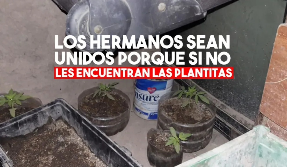 La Policía intentó calmar una pelea entre hermanos y encontró plantas de marihuana