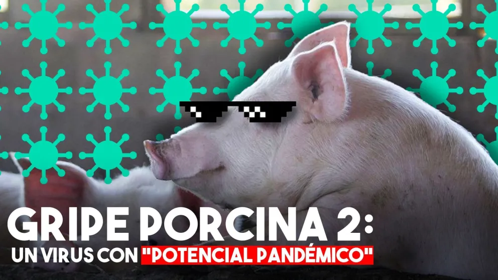 Una nueva variante de la gripe porcina preocupa a Brasil