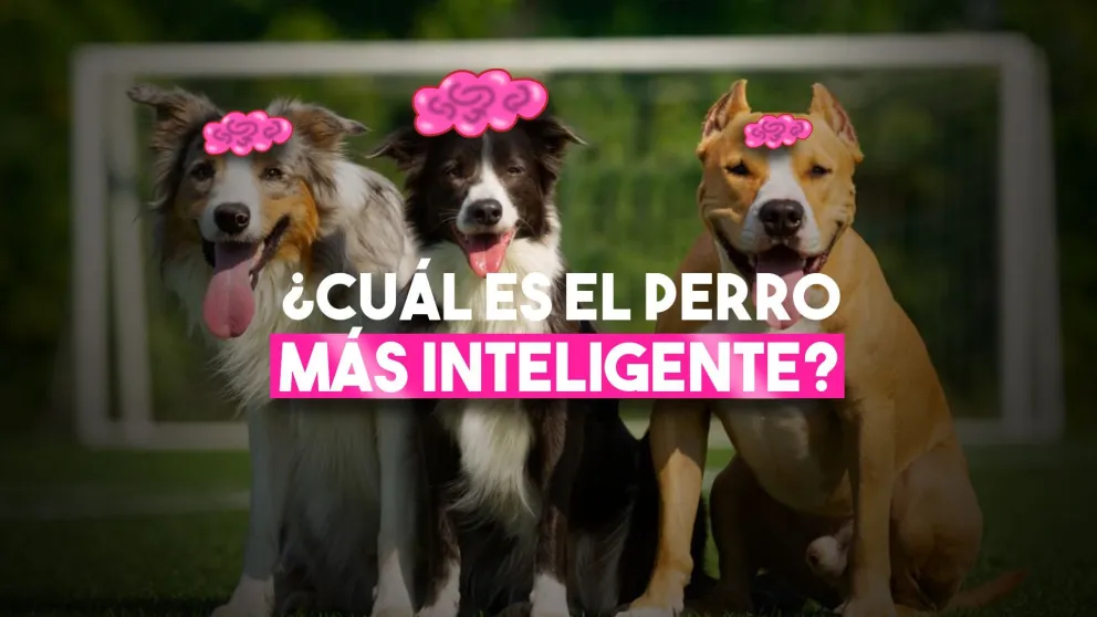 Las 10 razas de perros más inteligentes