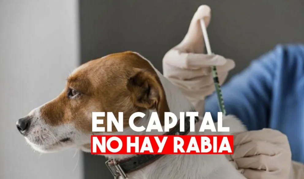 Más de 500 mascotas ya fueron vacunadas contra la rabia en Capital