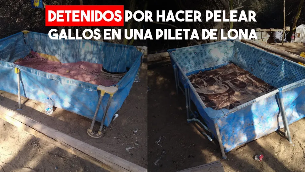 21 detenidos por una riña de gallos