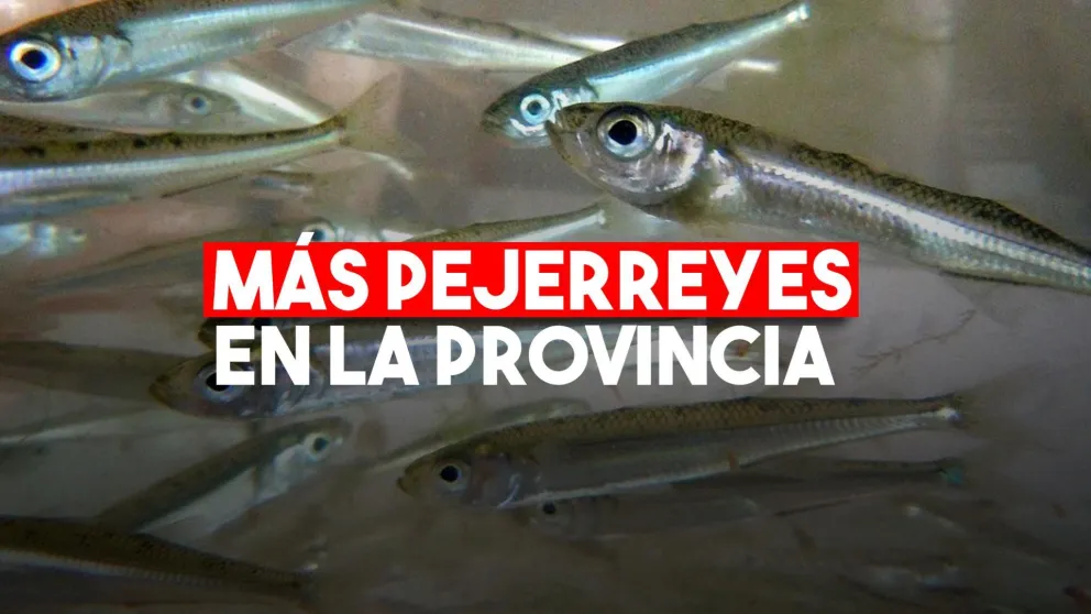 Ambiente trabaja en la reproducción de pejerreyes