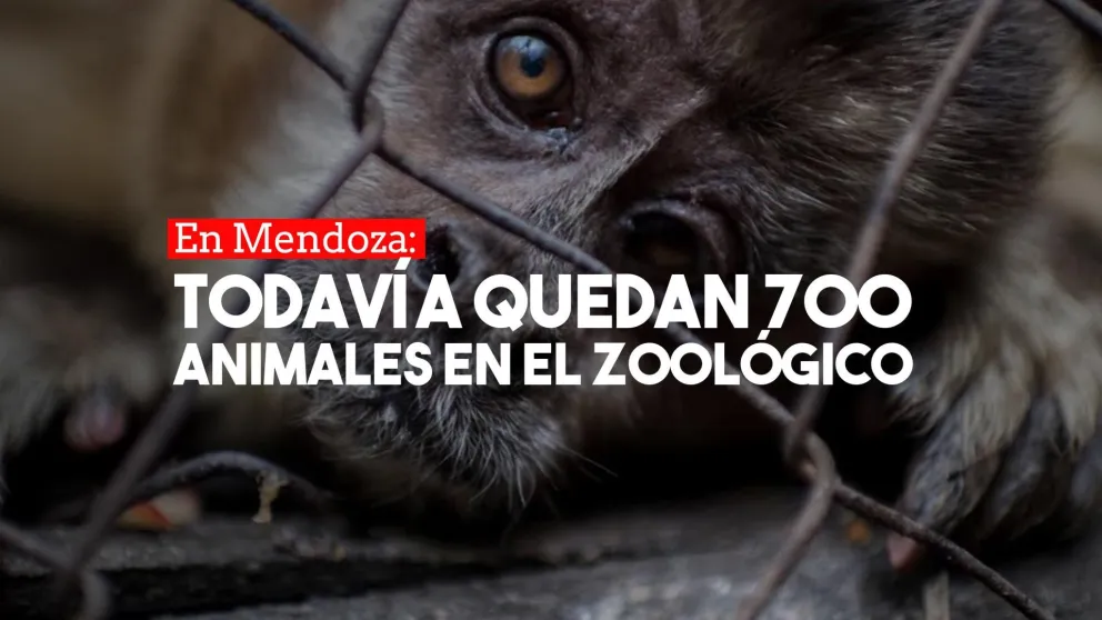 En Mendoza: reubicaron a 800 animales del ex zoológico pero aún quedan 700