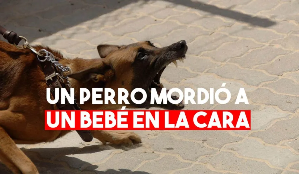 Un bebe de 2 años internado tras ser mordido por un perro