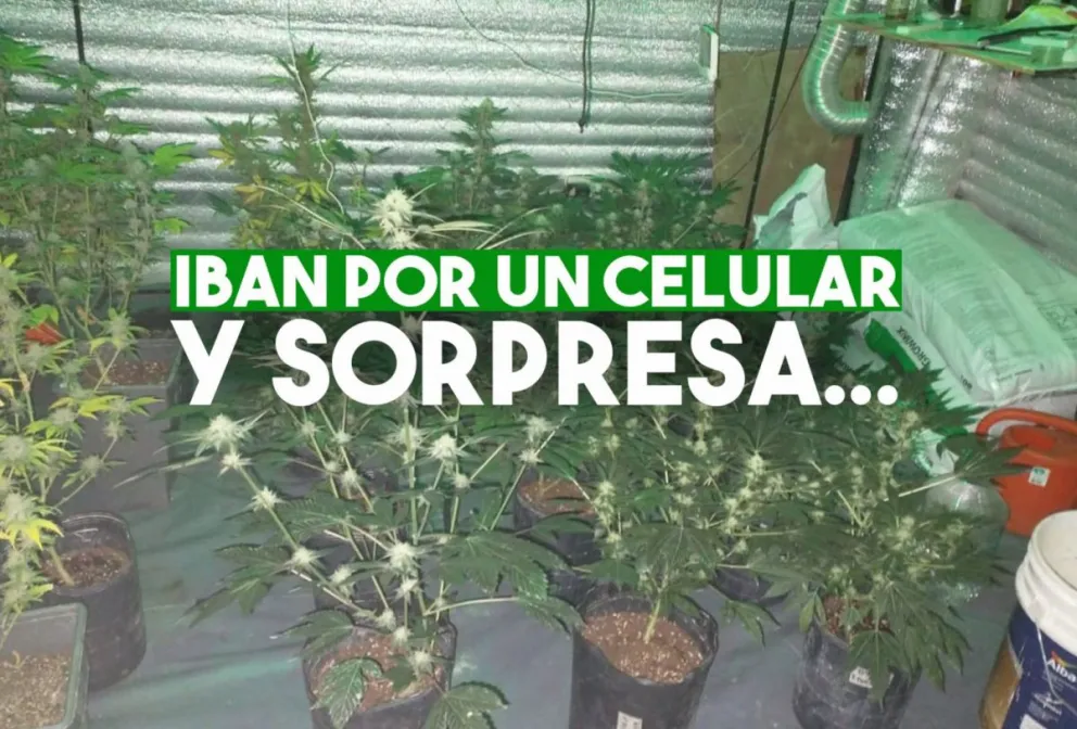 Allanan una vivienda y se encuentran con un vivero de marihuana