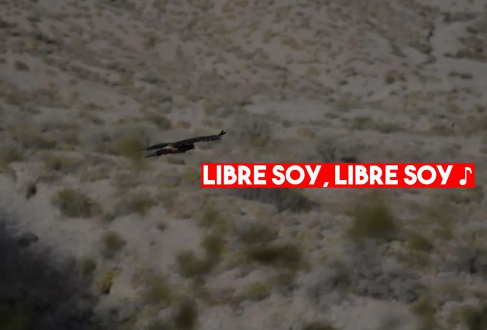 Ambiente liberó aves que se encontraban en rehabilitación
