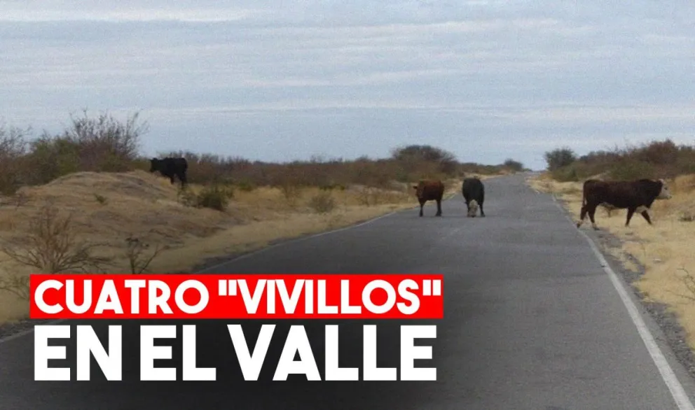 Ingresaron ilegalmente  a Valle Fértil desde La Rioja para enlazar vacas
