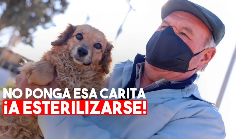 Capital: se esterilizarán a 700 perros y gatos