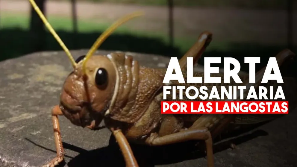 El Senasa declaró alerta fitosanitaria en todo el país por las langostas