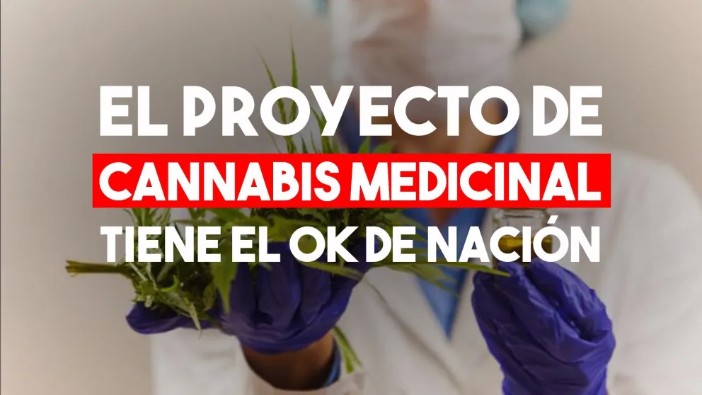 Avanzan con el proyecto de la empresa estatal de cannabis medicinal