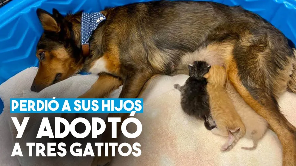 Una perra perdió a sus cachorros pero adoptó a tres gatitos huérfanos
