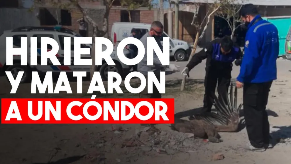 Ambiente labró 8 actas de infracción por caza ilegal