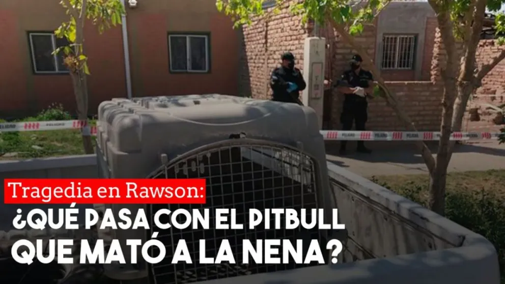 Aseguran que el responsable es el dueño del Pitbull y no el animal