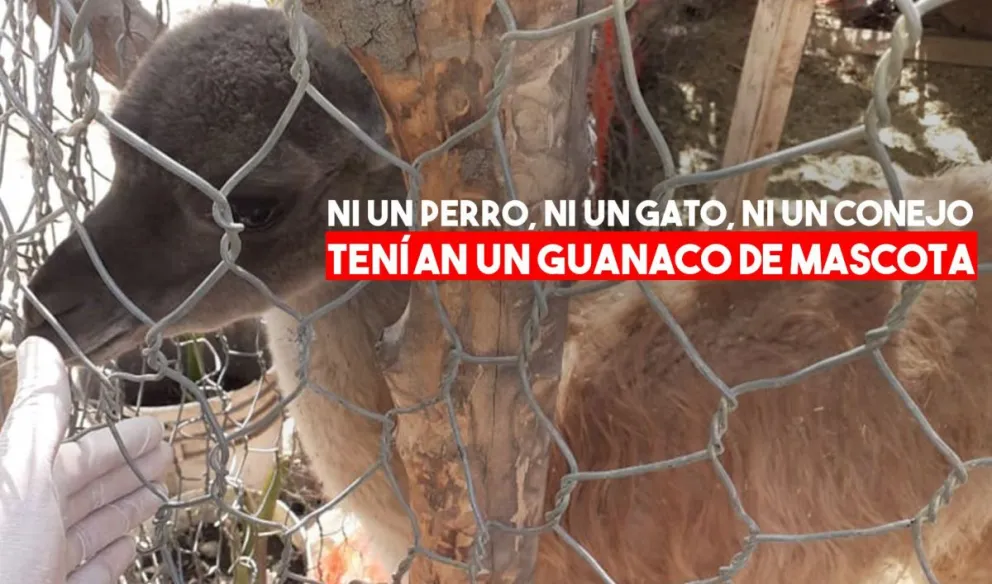Chimbas: rescataron un guanaco que una familia tenía en cautiverio