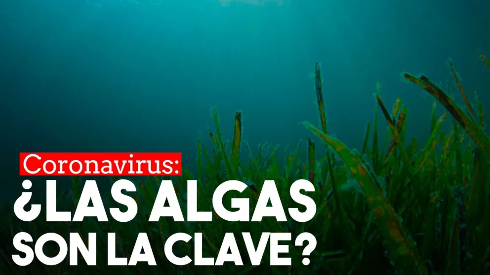 Las algas marinas ¿la clave contra el covid?