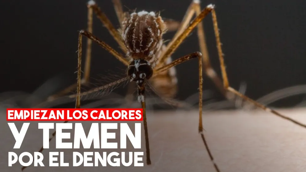 Desde el Ministerio de Salud se refuerzan para evitar el brote de dengue