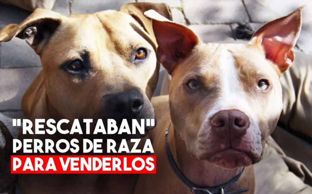 Se hacían pasar por proteccionistas y vendían los perros de raza "rescatados"