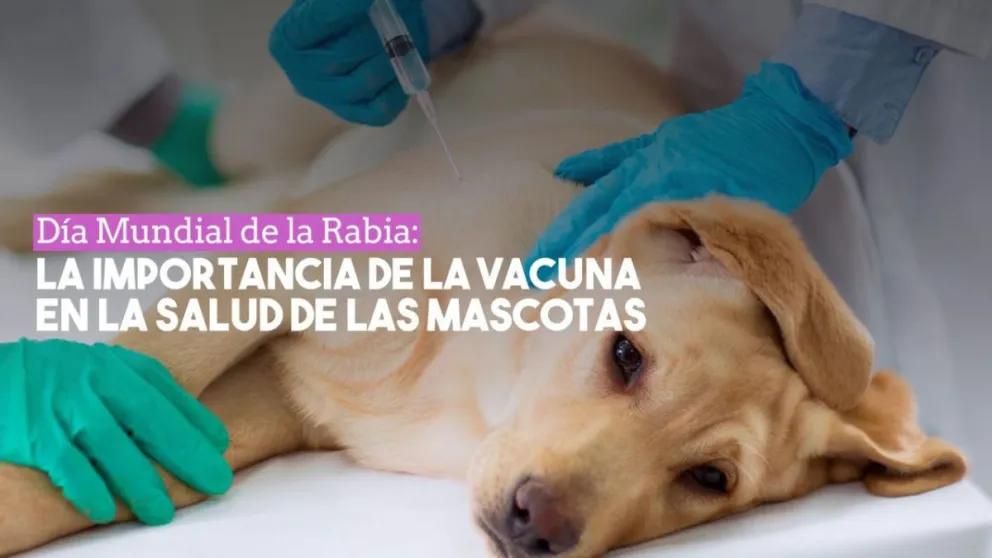 La importancia de vacunar a las mascotas por su salud y la de las personas