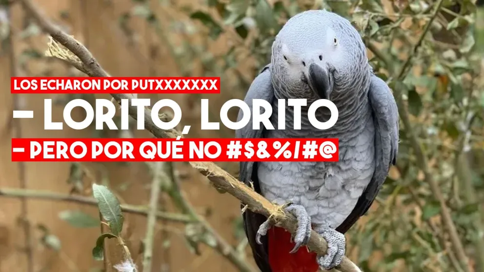 Zoológico tuvo que separar a cinco loros por la cantidad de malas palabras que decían