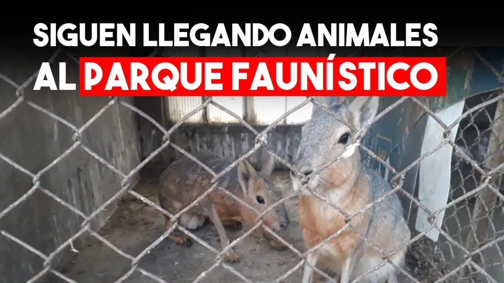 Llevarán animales que estaban en cautiverio al Parque Faunístico