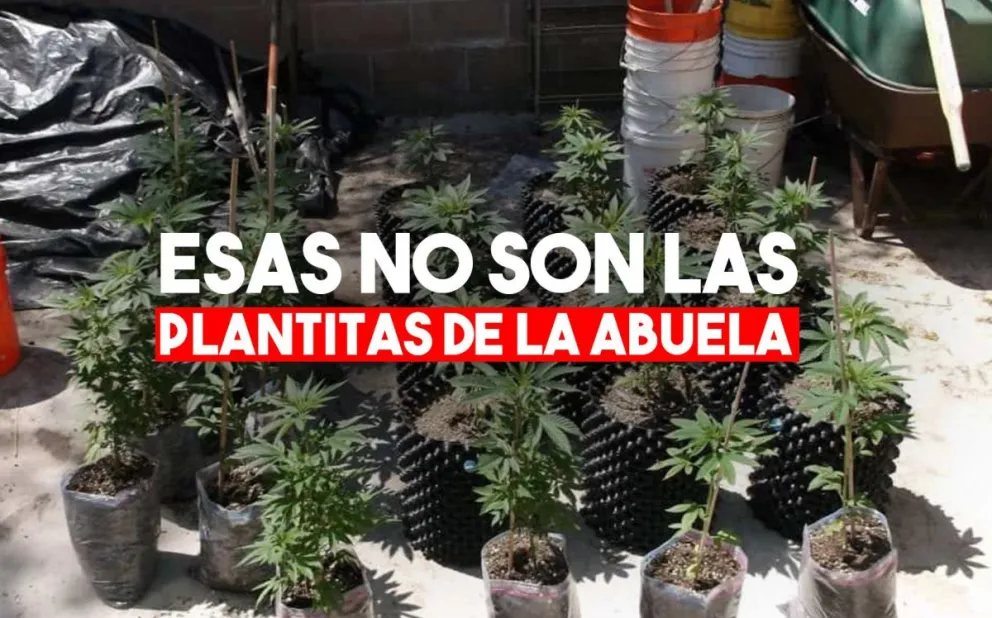 Fueron por una gresca familiar y encontraron plantas de marihuana
